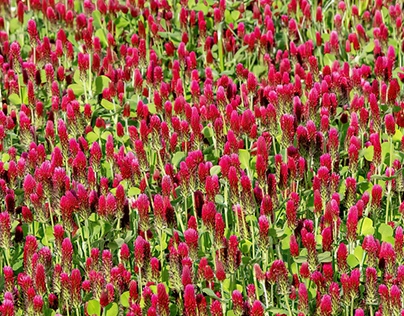 A-field-of-clover-and-some-other-flowers
