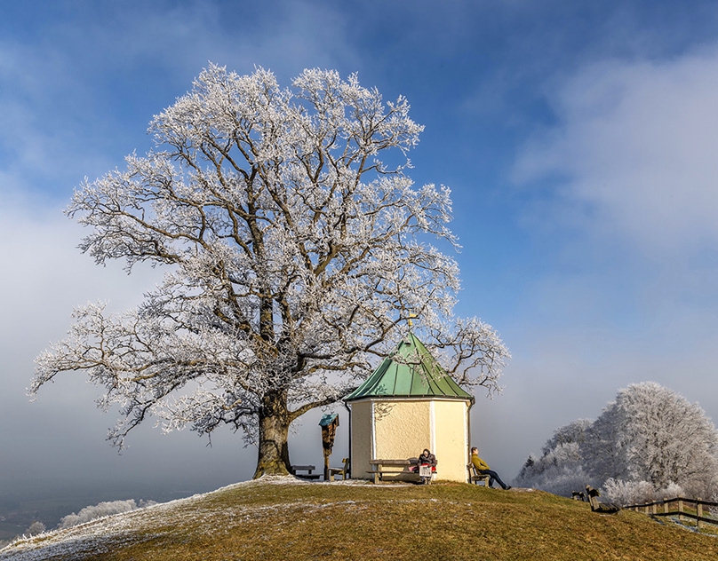 COLD-TREES