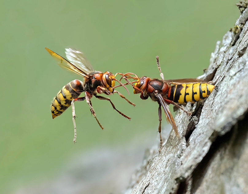 European-hornets