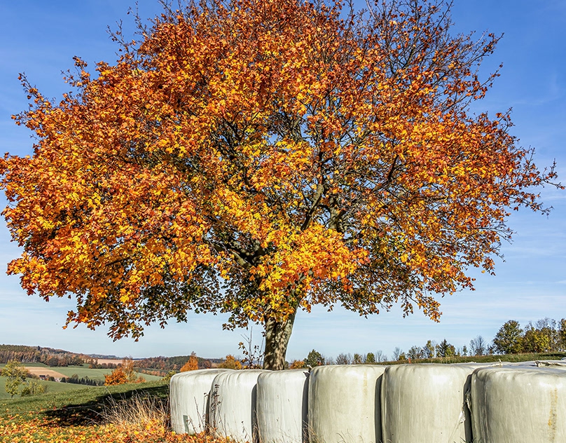Herbst-im-Erzgebirge-October-2024