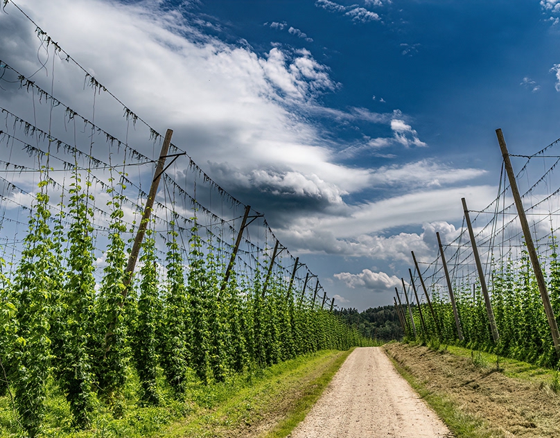 Land-of-Hop-The-Hallertau-in-Bavaria